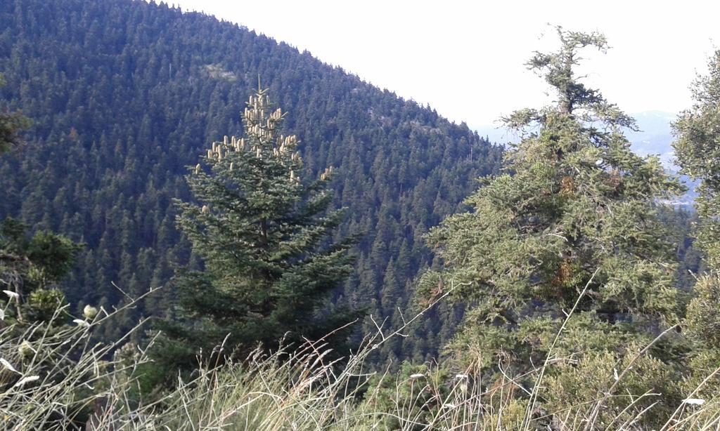 Archontiko Nikolopoulou Hotel Vitina Bagian luar foto