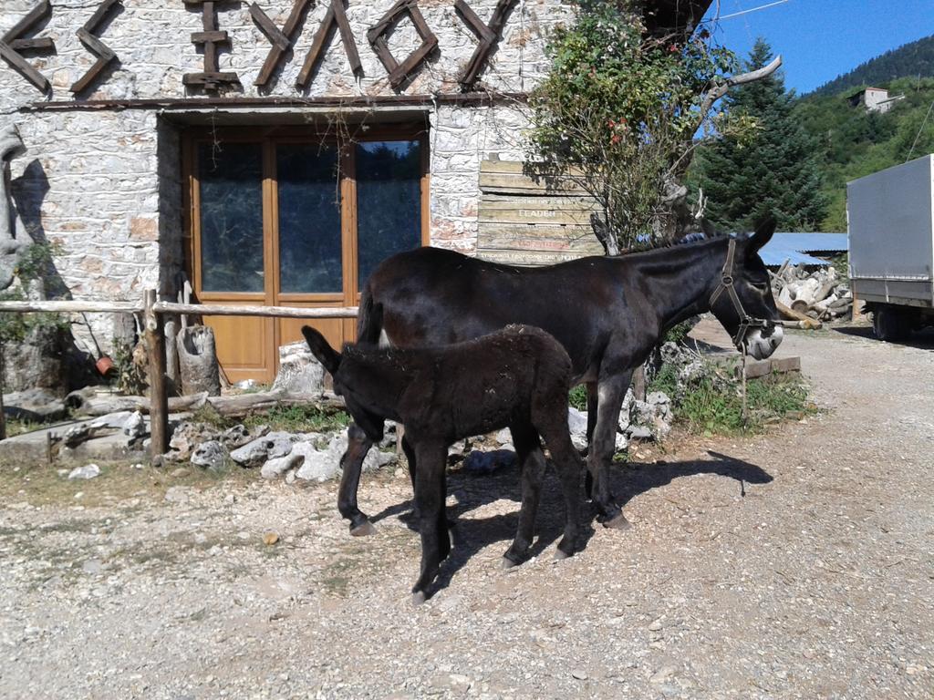 Archontiko Nikolopoulou Hotel Vitina Bagian luar foto
